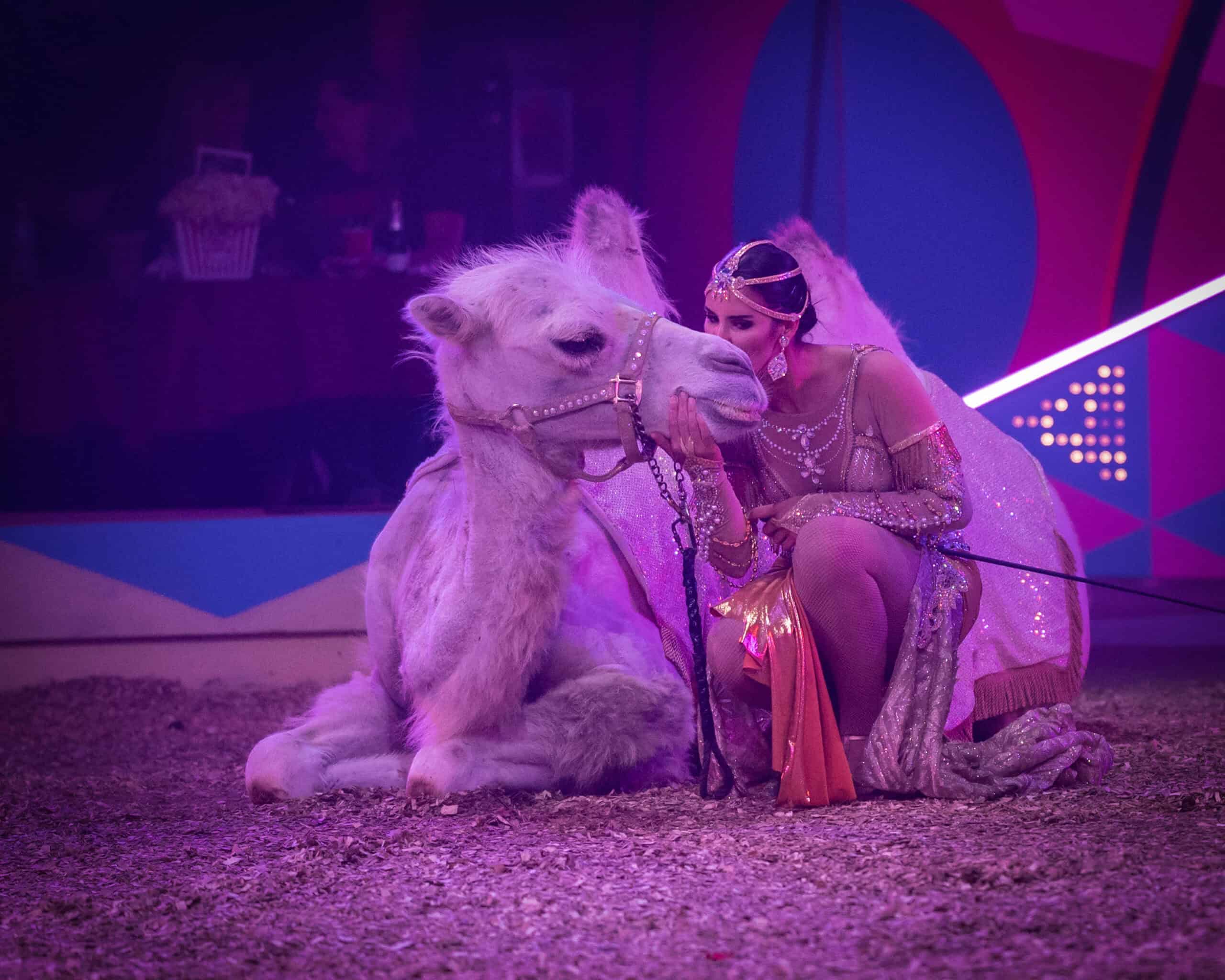 Colleen Page's camels